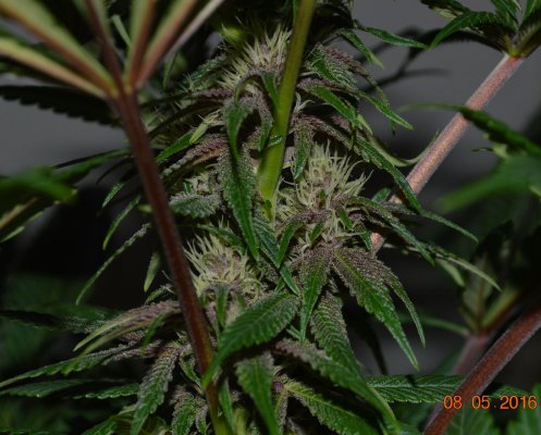 Breeding for whorls