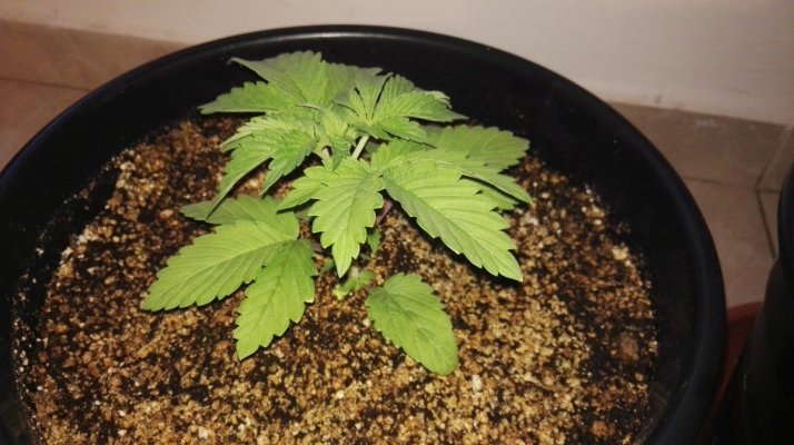 #1 Indoor Grow- White Widow