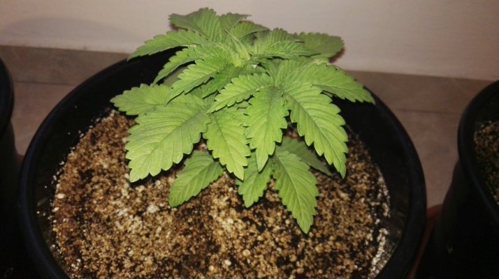 #1 Indoor Grow- White Widow