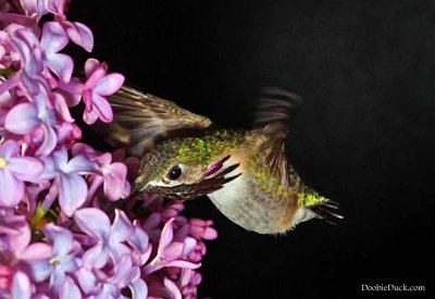 DoobieDucks' Hummingbirds