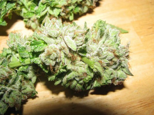 Nug 1.jpg