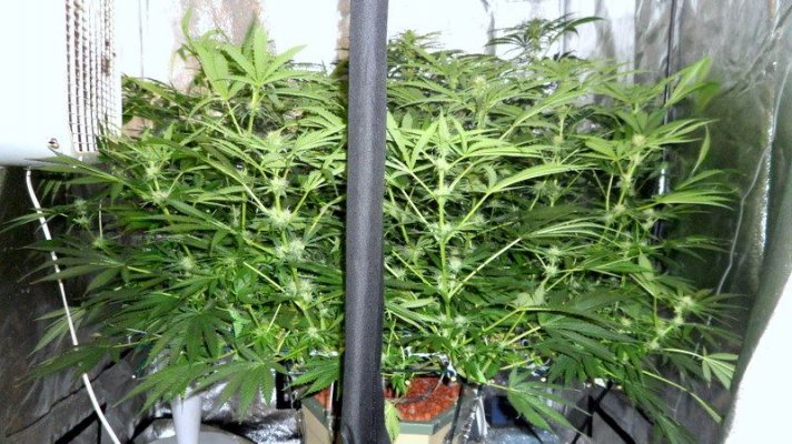 GH Waterfarm Grow-BIG BANG