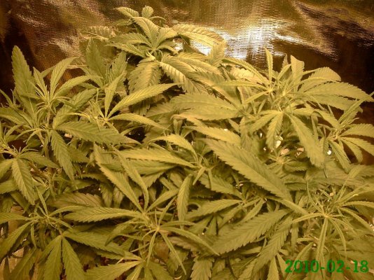 Plants 26 002.jpg