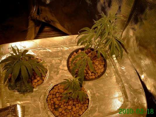 Plants 26 007.jpg