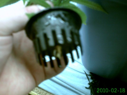 First Grow, God's Gift, Tahoe OG, Fire OG, Blue Dream Haze