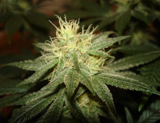 grow 011.JPG