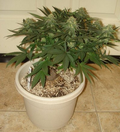 grow 012.JPG
