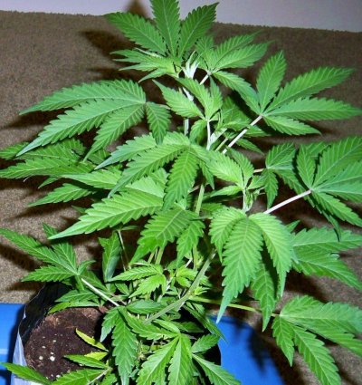 AJ's Sour D (2).JPG