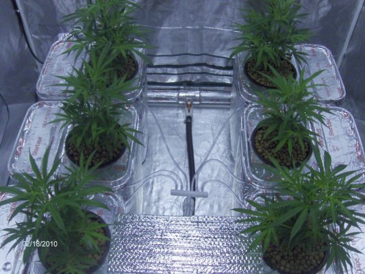 rcdwc first 12 days with pics "Blue Dream"