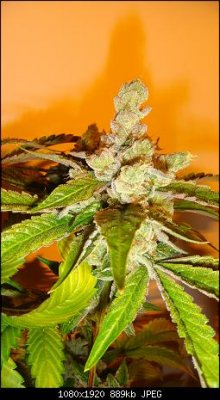 east%20coast%20sour%20diesel%202010%20040.JPG