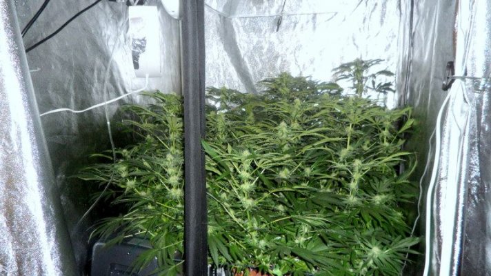 GH Waterfarm Grow-BIG BANG