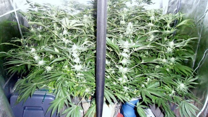 GH Waterfarm Grow-BIG BANG