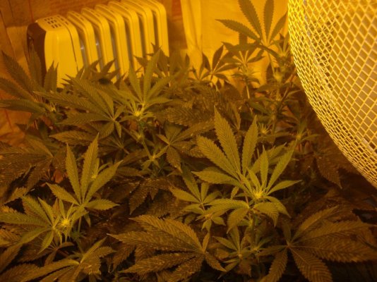 Will a sulfur burner fix this strange powder problem?
