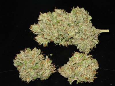 SBNugpheno2withflash.JPG