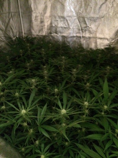 Rg420's Secret Gardens