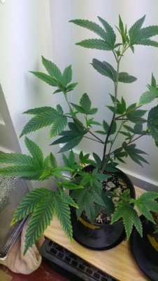 Deficiency Unknown Still....