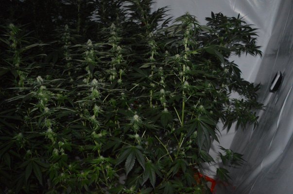 week-4-in-flower-in-coco-coming-to-an-end-11.jpg