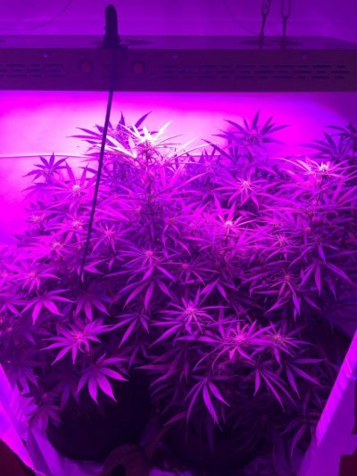 Pre 98 Bubba Kush & Afghani *led Grow*