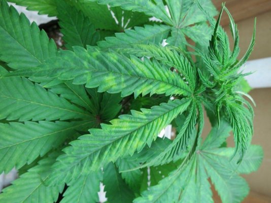 Cal-mag Plus Foliar Application Rate