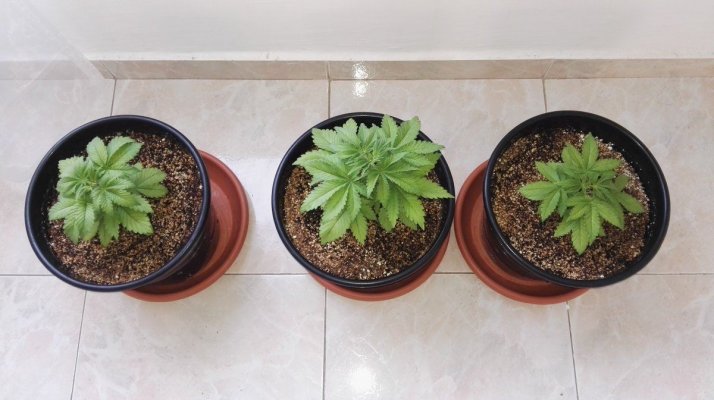 #1 Indoor Grow- White Widow