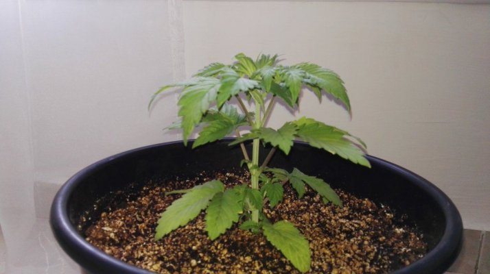 #1 Indoor Grow- White Widow