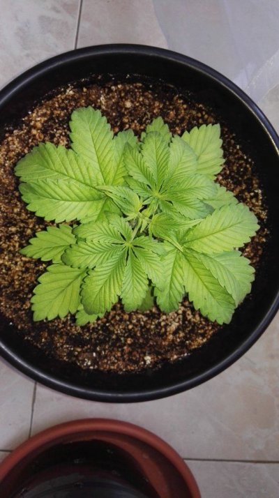 #1 Indoor Grow- White Widow