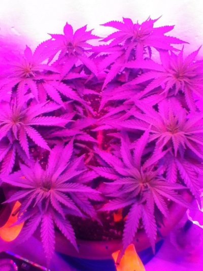Nk's Winter Breeding Project