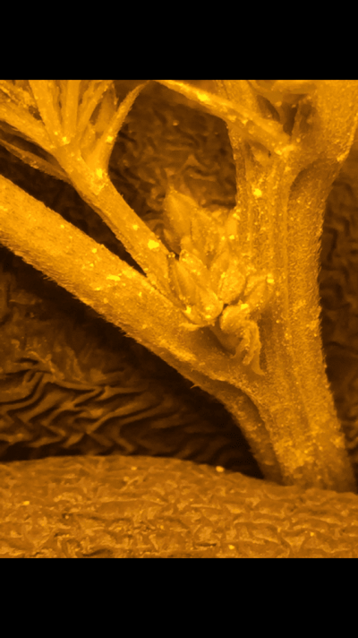male-plant.png