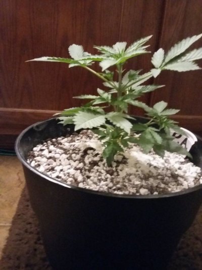 20160514_204832.jpg