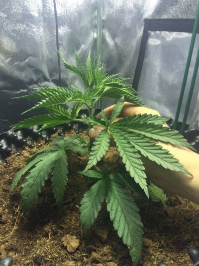 a-diary-of-my-first-grow-4.jpeg