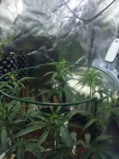 a-diary-of-my-first-grow-9.jpeg
