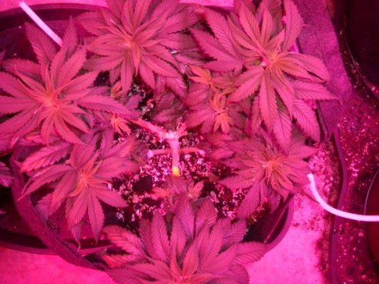Satori & Cheese In Roots Organics Under 2x 300w Led