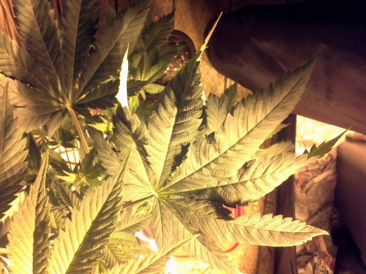 twisting-leaf-problem-first-time-grower-help-neededpics-included.jpg