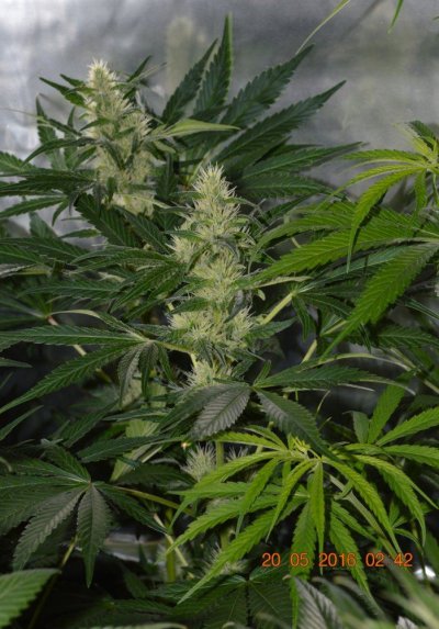 Breeding for whorls