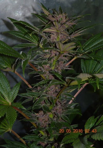 Breeding for whorls