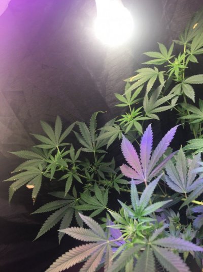 Well I'll Start The New Grows Since....