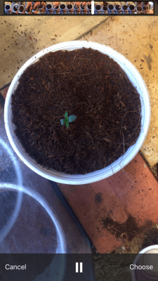 Ok. Here's My Grow I Just Started....