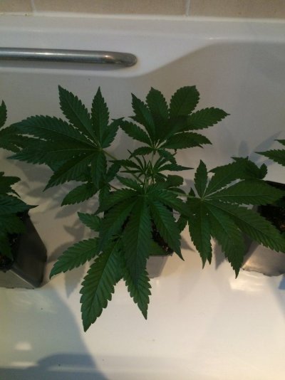 Rg420's Secret Gardens