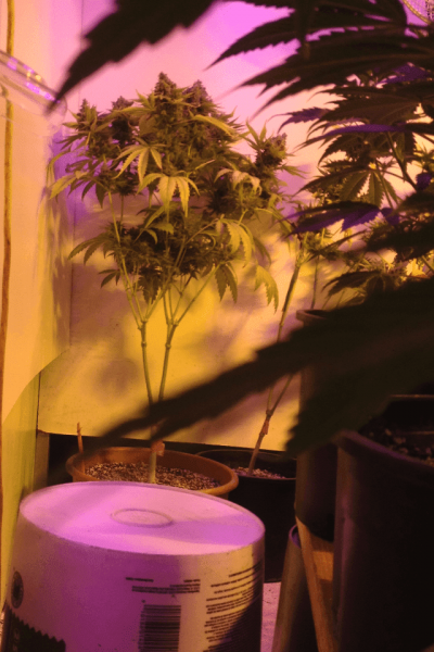 I Have 300 S1 Seed. Any Interesting Experiments Or Suggestions?