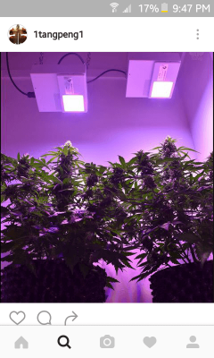 Has Any One Used Mars 300 Wat Veg/flower Led