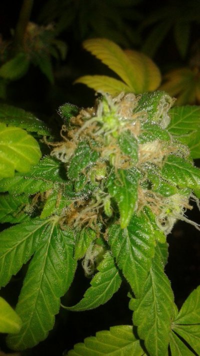 Orange Peeling. Tangerine Kush.dna Genetics  . Ect.. Indoor