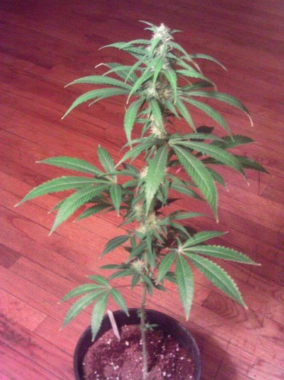 GhostTrainHazexQuerkle4weeks.JPG