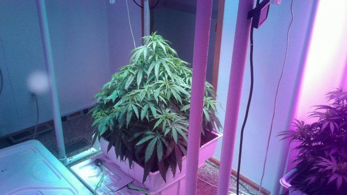 Setting Up My New Medicine Room