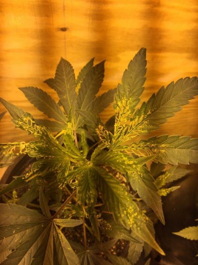 sulfur-burner-caused-leaf-damage-what-should-i-do-if-anything-3.jpg