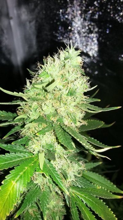 week-8-how-much-longer-3.jpg
