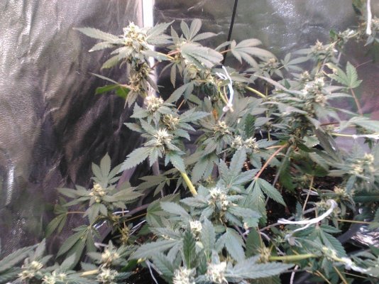 update-sour-dieselsuper-skunk-4.jpg