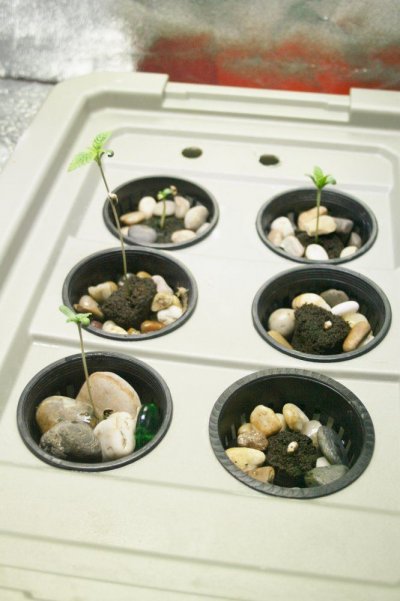 WH x WW Seedlings.JPG