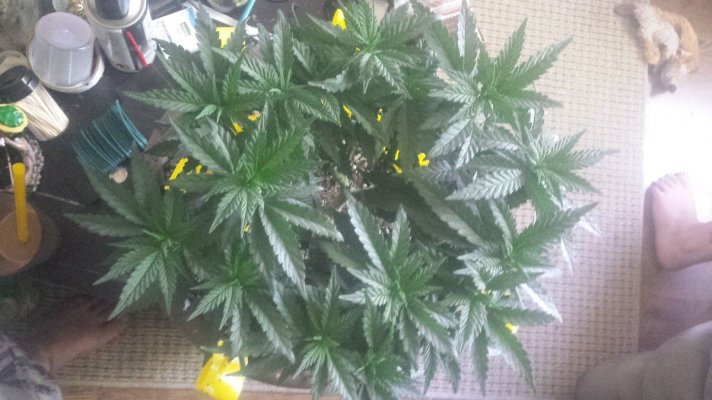 Nk's Winter Breeding Project