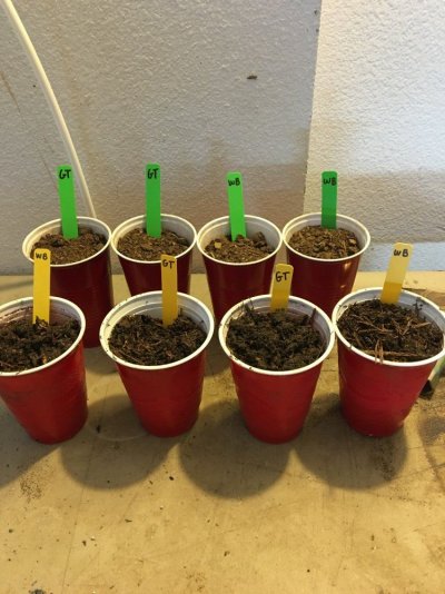 100-forest-soil-vs-100-cow-manure.jpeg