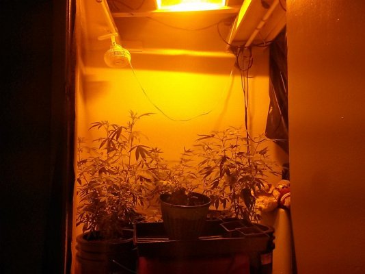 First Grow Please Help